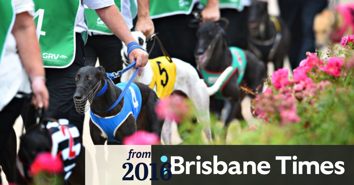 Greyhound Racing NSW beef up integrity for return to racing